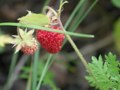 Fragaria orientalis, photographed by Ochirnima Nimaev