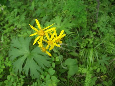 Ligularia fischeri, photographed by Ochirnima Nimaev