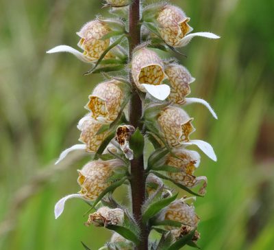 Digitalis lanata, photographed by Kostas Zontanos