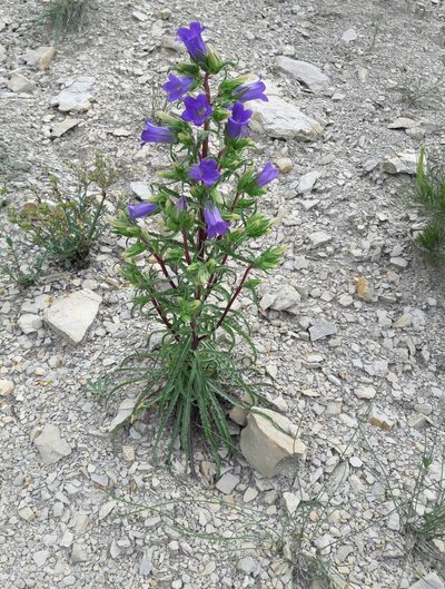 Campanula speciosa, photographed by Denis Bastianelli