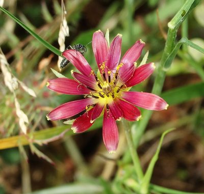 Tragopogon balcanicus, photographed by Kostas Zontanos