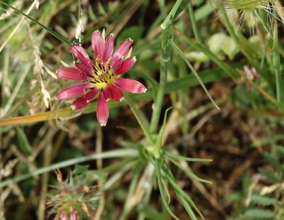 Tragopogon balcanicus, photographed by Kostas Zontanos