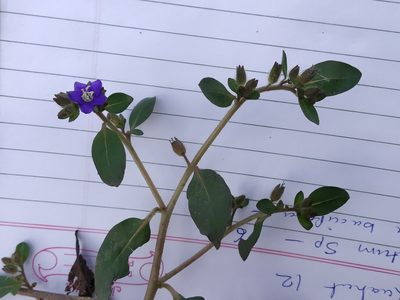 Hydrolea zeylanica, photographed by S.MORE