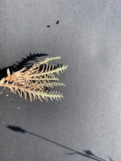 Aeluropus lagopoides, photographed by Arabella Willing