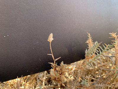 Aeluropus lagopoides, photographed by Arabella Willing