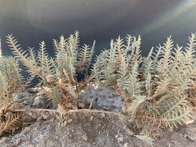 Aeluropus lagopoides, photographed by Arabella Willing