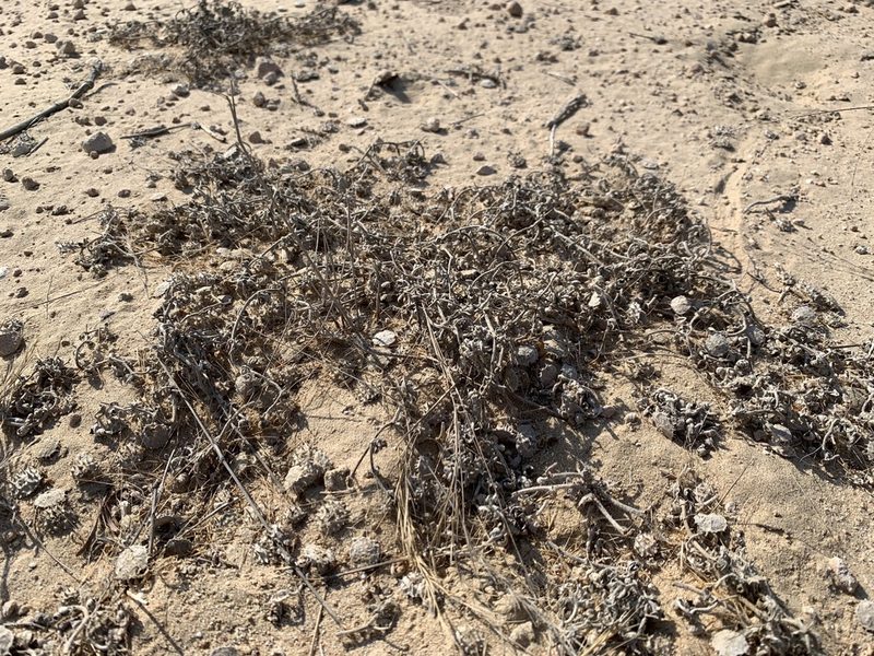 Neurada procumbens, photographed by Arabella Willing