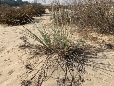 Cyperus conglomeratus, photographed by Arabella Willing