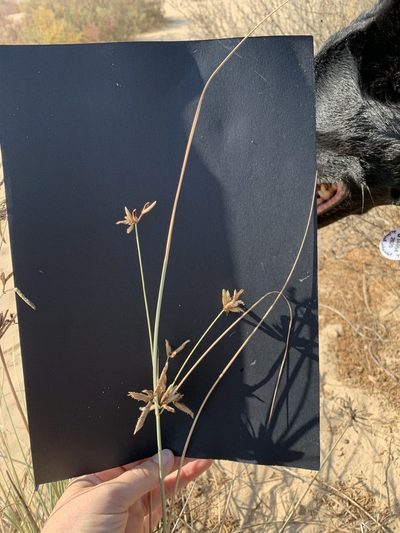 Cyperus conglomeratus, photographed by Arabella Willing