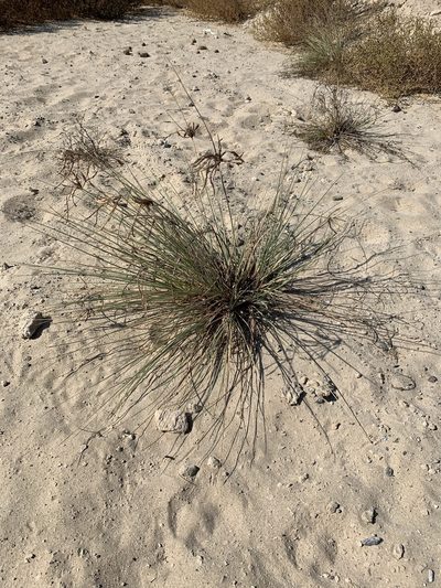 Cyperus conglomeratus, photographed by Arabella Willing