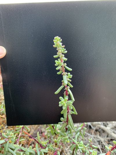Suaeda aegyptiaca, photographed by Arabella Willing