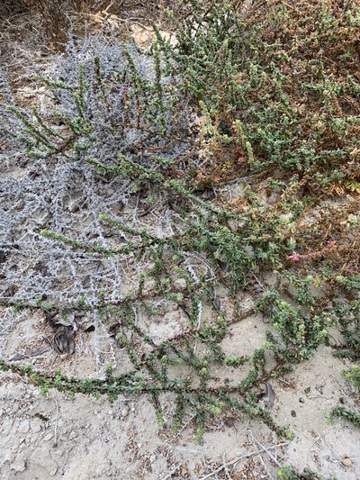 Suaeda aegyptiaca, photographed by Arabella Willing
