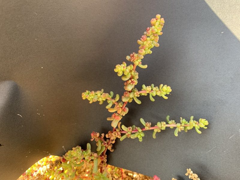 Suaeda aegyptiaca, photographed by Arabella Willing