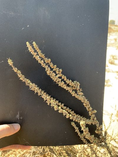Cornulaca monacantha, photographed by Arabella Willing