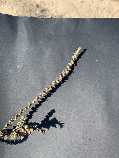 Cornulaca monacantha, photographed by Arabella Willing