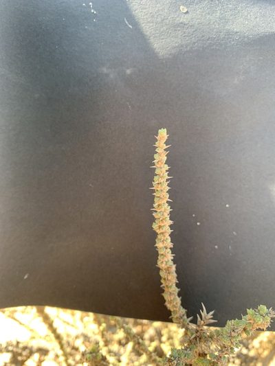 Cornulaca monacantha, photographed by Arabella Willing