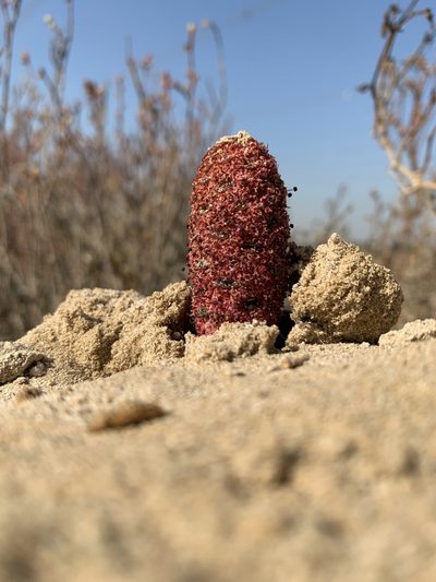 Cynomorium coccineum, photographed by Arabella Willing