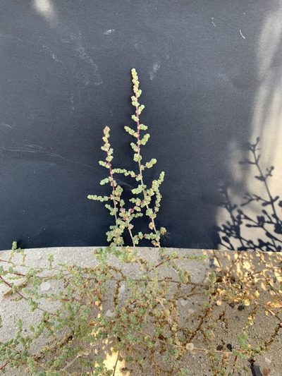 Caroxylon imbricatum, photographed by Arabella Willing