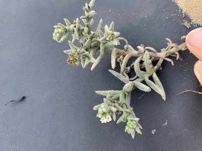 Heliotropium kotschyi, photographed by Arabella Willing