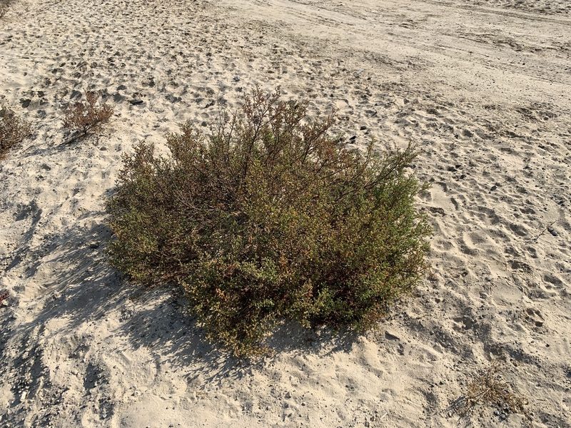Zygophyllum qatarense, photographed by Arabella Willing