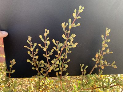 Zygophyllum qatarense, photographed by Arabella Willing