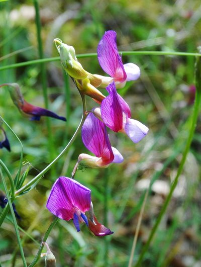 Lathyrus digitatus, photographed by Kostas Zontanos