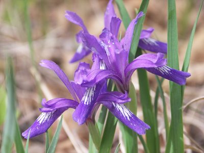 Iris uniflora, photographed by Ochirnima Nimaev