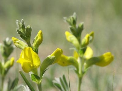 Thermopsis lanceolata, photographed by Ochirnima Nimaev