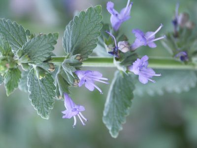 Nepeta lophantha, photographed by Ochirnima Nimaev
