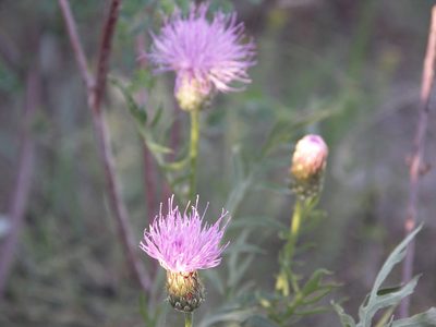 Klasea centauroides, photographed by Ochirnima Nimaev