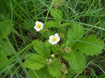 Fragaria orientalis, photographed by Ochirnima Nimaev