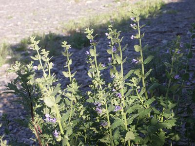 Nepeta lophantha, photographed by Ochirnima Nimaev