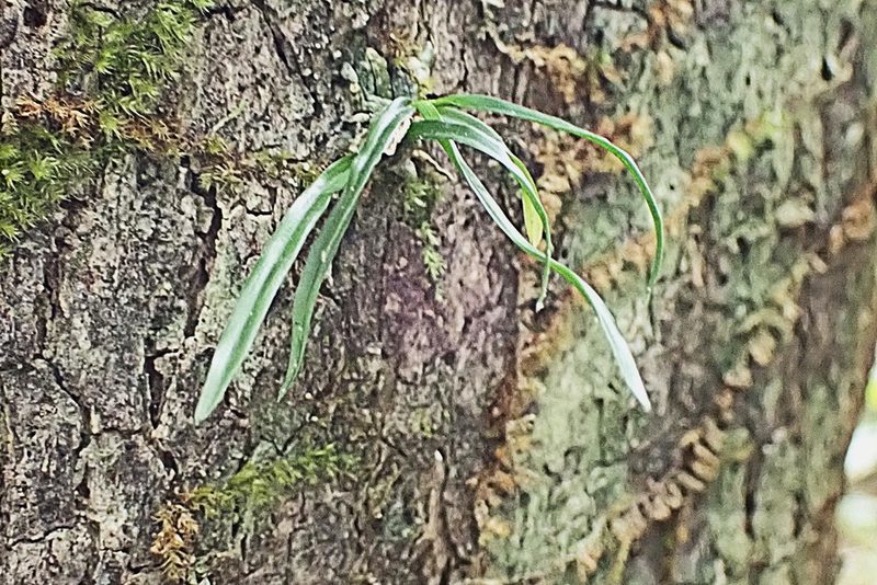 Angraecum pusillum, photographed by Di Turner