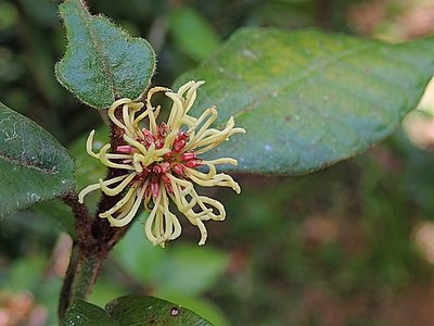 Trichocladus crinitus, photographed by Di Turner