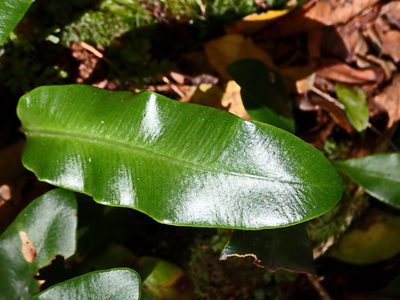 Elaphoglossum angustatum, photographed by Di Turner