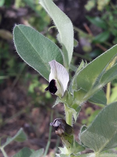 Vicia johannis, photographed by Denis Bastianelli