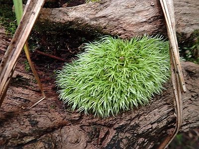 Leucobryum rehmannii, photographed by Di Turner