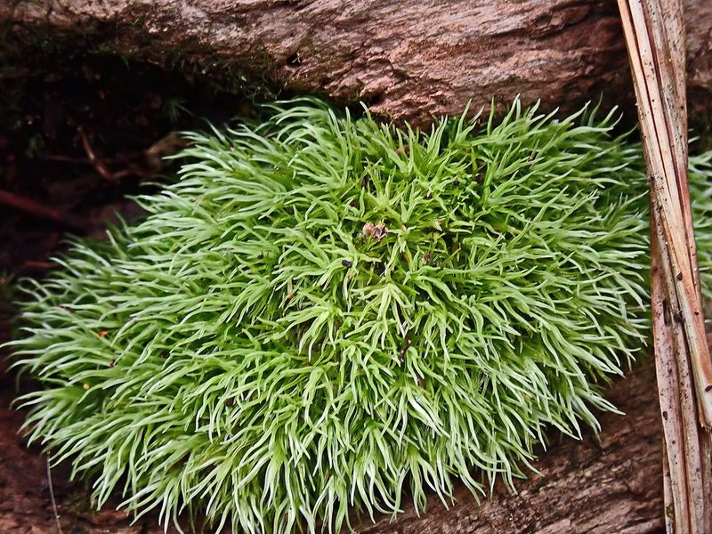Leucobryum rehmannii, photographed by Di Turner
