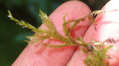 Porotrichum madagassum, photographed by Nicola van Berkel