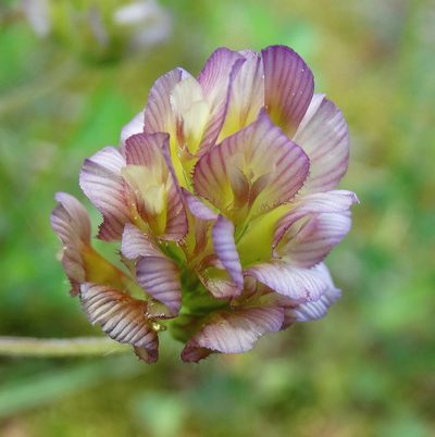 Trifolium grandiflorum, photographed by Kostas Zontanos