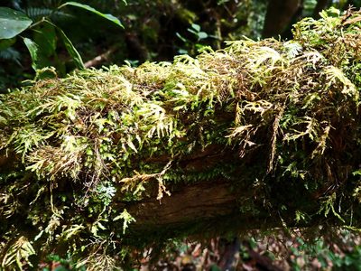 Porotrichum madagassum, photographed by Di Turner