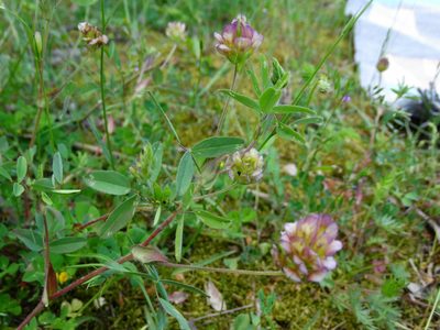 Trifolium grandiflorum, photographed by Kostas Zontanos