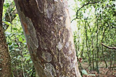 Ochna arborea, photographed by Di Turner