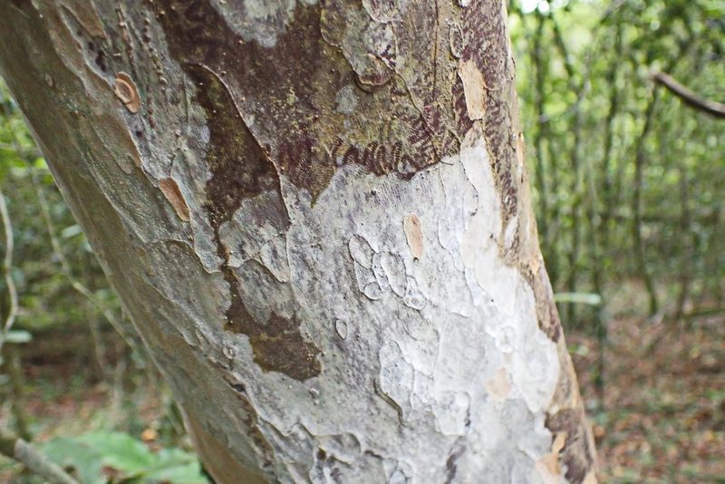 Ochna arborea, photographed by Di Turner