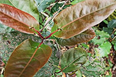 Ocotea bullata, photographed by Di Turner