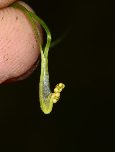 Ruppia maritima, photographed by S.MORE