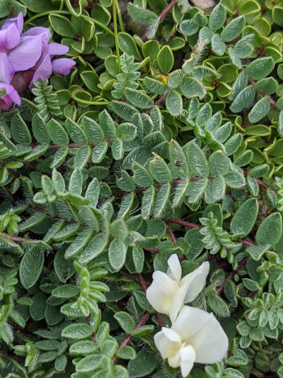Oxytropis helvetica, photographed by Denis Bastianelli