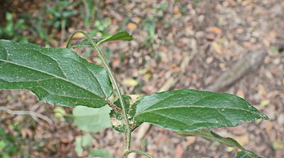 Pyrenacantha scandens, photographed by Di Turner
