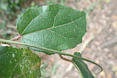 Pyrenacantha scandens, photographed by Di Turner