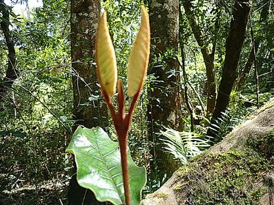 Trichocladus crinitus, photographed by Di Turner